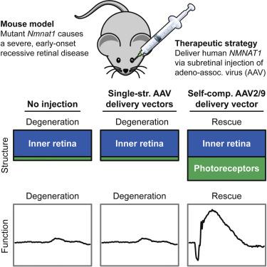 Gene Therapy Preserves Retinal Structure And Function In A Mouse Model Of Nmnat1 Associated Retinal Degeneration Molecular Therapy Methods Clinical Development X Mol