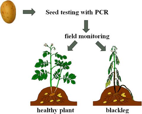 在瑞士和德国南部 监控马铃薯种子批次以控制黑脚病 Plant Pathology X Mol