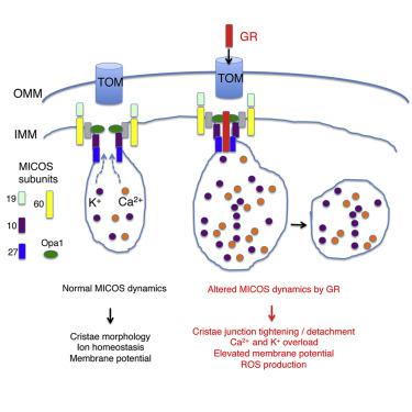 Altered Micos Morphology And Mitochondrial Ion Homeostasis Contribute To Poly Gr Toxicity Associated With C9 Als Ftd Cell Reports X Mol