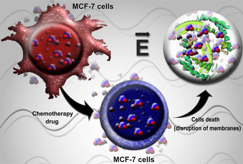 紫杉醇对介质光谱显示的mcf 7乳腺癌细胞水动力学的影响 Acs Omega X Mol