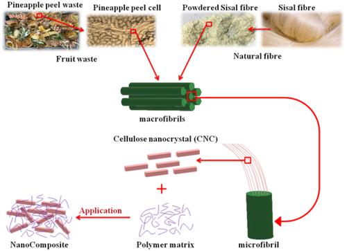 getting down with science case study cellulose