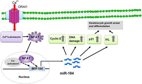 microRNA-184是由钙离子操纵的钙诱导的，并调节早期角质形成细胞的分化。,Journal of Cellular Physiology ...