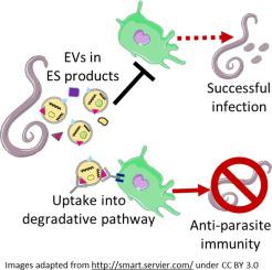 Extracellular Vesicles New Targets For Vaccines Against Helminth Parasites International Journal For Parasitology X Mol