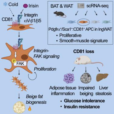 CD81 Controls Beige Fat Progenitor Cell Growth And Energy Balance Via ...