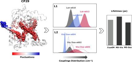 Modeling the photosynthetic system I as complex interacting network |  bioRxiv