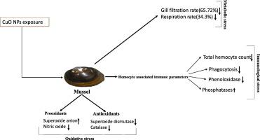 氧化铜纳米颗粒对印度淡水贻贝的g滤过率 呼吸率 血细胞相关免疫参数和氧化状态的影响 Comparative Biochemistry And Physiology C Toxicology Pharmacology X Mol