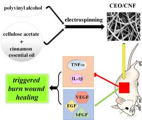 Polycaprolactone Nanofiber Coated With Chitosan And Gamma Oryzanol Functionalized As A Novel Wound Dressing For Healing Infected Wounds International Journal Of Biological Macromolecules X Mol