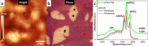 Surface Morphology And Chemical Mapping Of UV-Aged Thin Films Of ...