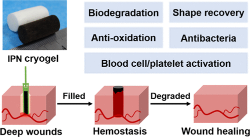 Degradable Gelatin-Based IPN Cryogel Hemostat For Rapidly Stopping Deep ...