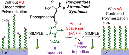 Streamlined Synthesis Of PEG-Polypeptides Directly From Amino Acids ...