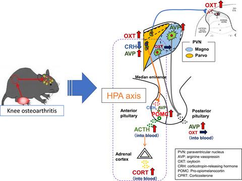 The Neurohypophysial Oxytocin And Arginine Vasopressin System Is Activated In A Knee Osteoarthritis Rat Model Journal Of Neuroendocrinology X Mol