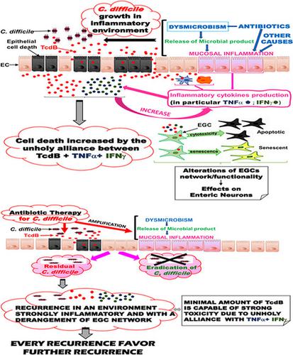 The Cytotoxic Synergy Between Clostridioides Difficile Toxin B And ...