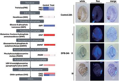 Effect Of Diflubenzuron On The Chitin Biosynthesis Pathway In Conopomorpha Sinensis Eggs Insect Science X Mol