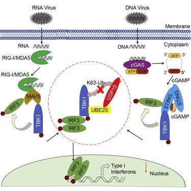 ubiquitin conjugating enzyme 2s enhances viral replication by inhibiting type i ifn production through recruiting usp15 to deubiquitinate tbk1 cell rep x mol x mol