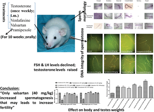 Effect Of Venlafaxine Pramipexole And Valsartan On Spermatogenesis In Male Rats Acs Omega X Mol
