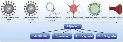 Highly Pathogenic Coronaviruses: Thrusting Vaccine Development In The ...