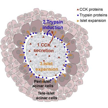 糖尿病小鼠胰腺腺泡细胞的分区。,Cell Reports - X-MOL