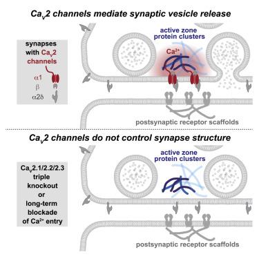 Synapse And Active Zone Assembly In The Absence Of Presynaptic Ca2 Channels And Ca2 Entry Neuron X Mol