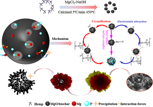 花状结晶将废水中的磷酸盐牢固地固定在mgo改性的工业大麻茎驱动生物炭的表面上 Industrial Engineering Chemistry Research X Mol