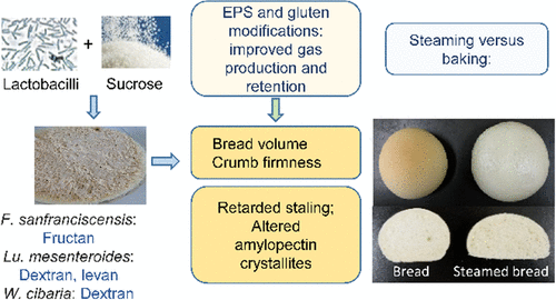 发酵乳酸菌在面包和steam头中产生的胞外多糖功能的比较 Journal Of Agricultural And Food Chemistry X Mol