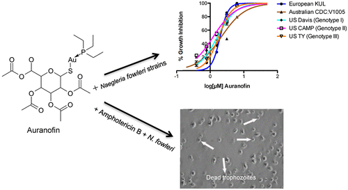 Activity Of Auranofin Against Multiple Genotypes Of Naegleria Fowleri ...