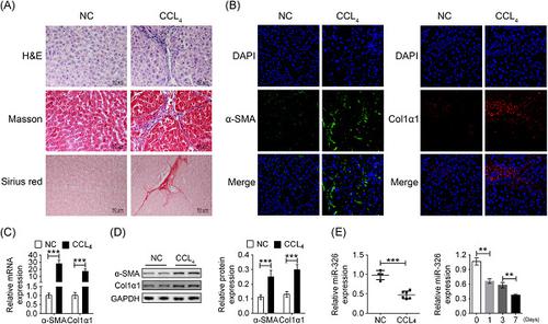Microrna 326通过抑制tlr4信号传导减弱肝星状细胞的活化和肝纤维化 Journal Of Cellular Biochemistry X Mol