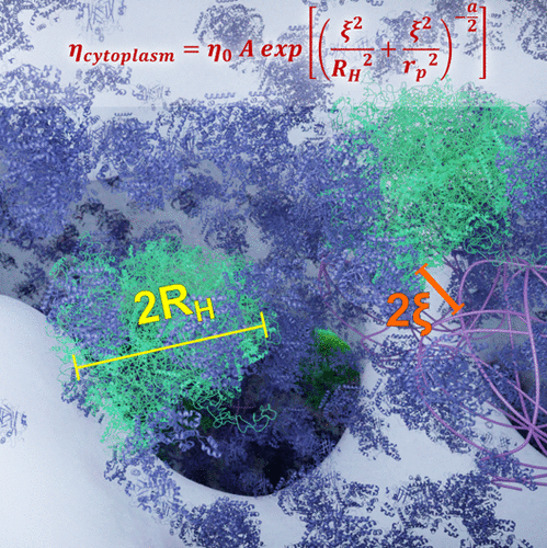 Unraveling a Conserved Conformation of the FG Loop upon the Binding of  Natural Ligands to the Human and Murine PD1