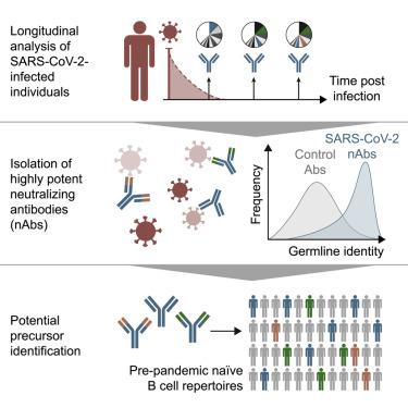 Longitudinal Isolation Of Potent Near-Germline SARS-CoV-2-Neutralizing ...