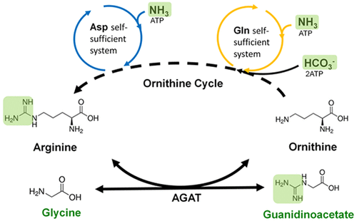 Reconstitution of the Ornithine Cycle with Arginine:Glycine ...