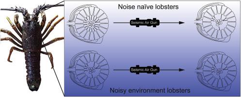 机械感触性囊肿器官先前已受损的龙虾不会因暴露于地震气枪信号而遭受进一步的损害 Environmental Pollution X Mol
