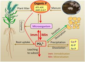 Long-term Farmyard Manure Application Affects Soil Organic Phosphorus ...