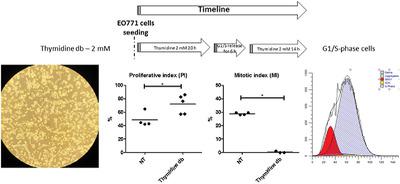 使用双胸苷块处理的鼠EO771 细胞系的细胞周期同步。,BioEssays - X-MOL