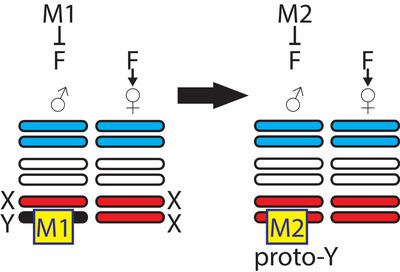 Evolution of Sex Determination and Sex Chromosomes: A Novel 