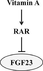 1维生素a调节成纤维细胞生长因子23 Nutrition X Mol