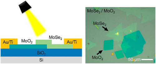 Vertically Stacked MoSe2/MoO2 Nanolayered Photodetectors With Tunable ...