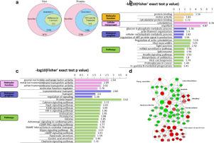 Comparative Hippocampal Proteome and Phosphoproteome in a Niemann