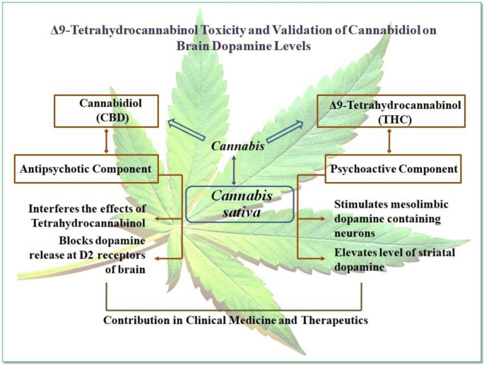 Δ 9-Tetrahydrocannabinol Toxicity And Validation Of Cannabidiol On ...