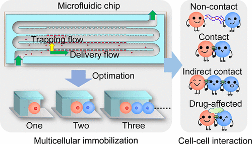 On Chip Cell Cell Interaction Monitoring At Single Cell Level By