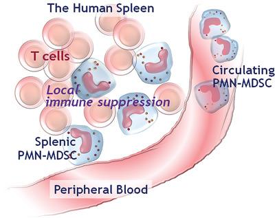 Human splenic polymorphonuclear myeloid-derived suppressor cells (PMN-MDSC) are strategically ...