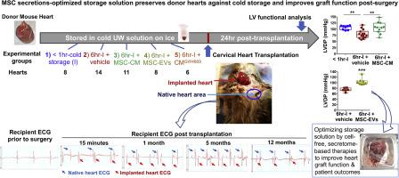 Mesenchymal Stem Cell Secretions Improve Donor Heart Function Following Ex Vivo Cold Storage The Journal Of Thoracic And Cardiovascular Surgery X Mol