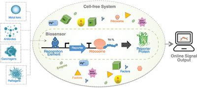 Advances In Cell-Free Biosensors: Principle, Mechanism, And ...