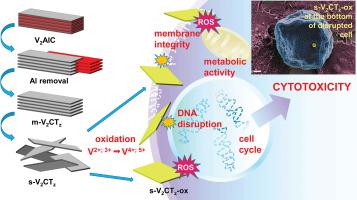 On The Rapid In Situ Oxidation Of Two Dimensional V2ctz Mxene In Culture Cell Media And Their Cytotoxicity Materials Science And Engineering C X Mol