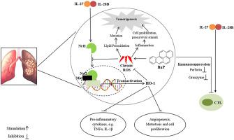 IL-27 与 IL-28B 一起改善苯并 (a) 芘诱导的肺癌小鼠的肺氧化还原损伤、炎症和免疫抑制。,Life Sciences - X-MOL