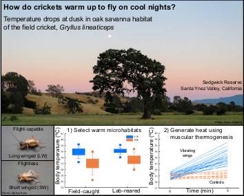 Nocturnal Dispersal Flight Of Crickets Behavioural And Physiological Responses To Cool Environmental Temperatures Functional Ecology X Mol