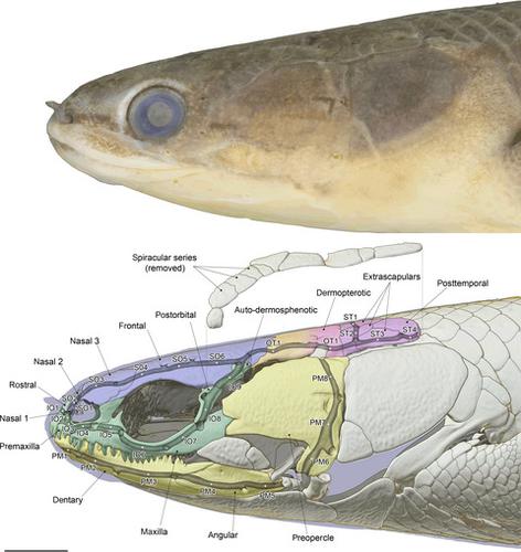 塞内加尔bichir 塞内加尔polypterus Senegalus Actinopterygii Cladistii Polypteriformes 的侧线管相关的颅骨的个体发育和同源性 并讨论了鱼 类中侧线管骨的形成 Journal Of Anatomy X Mol