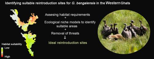 Identifying Suitable Reintroduction Sites For The White-rumped Vulture ...