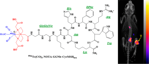 Novel [99mTc]-Tricarbonyl-NOTA-Conjugated Lactam-Cyclized Alpha 