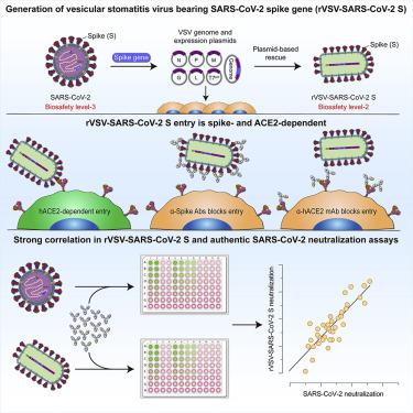 A Replication Competent Vesicular Stomatitis Virus For Studies Of Sars Cov 2 Spike Mediated Cell Entry And Its Inhibition Cell Host Microbe X Mol