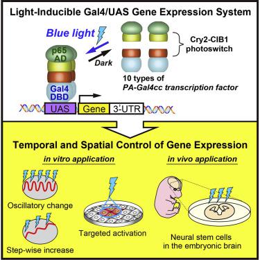 哺乳动物细胞中光诱导gal4 Uas基因表达系统的优化 Iscience X Mol