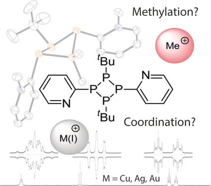 Coordination Chemistry And Methylation Of Mixed Substituted Tetraphosphetanes Rp Ptbu 2 R Ph Py Chemistry A European Journal X Mol